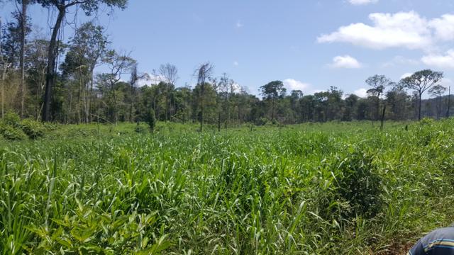 Fazenda de 560 hectares Rorainópolis/RR. ler descrição do anuncio - Foto 7
