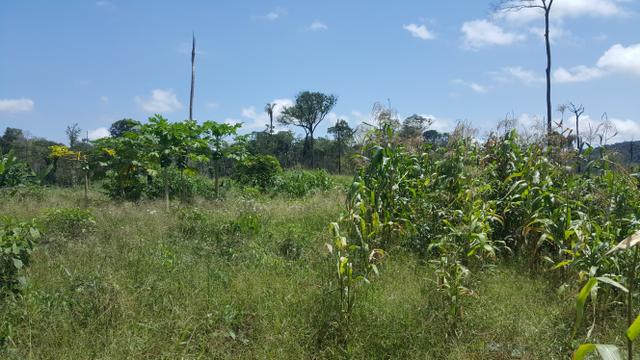 Fazenda de 560 hectares Rorainópolis/RR. ler descrição do anuncio - Foto 3