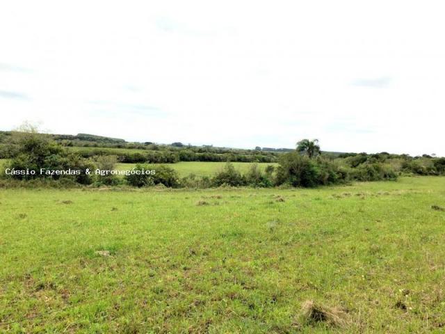 Fazenda para venda em encruzilhada do sul, interior - Foto 5