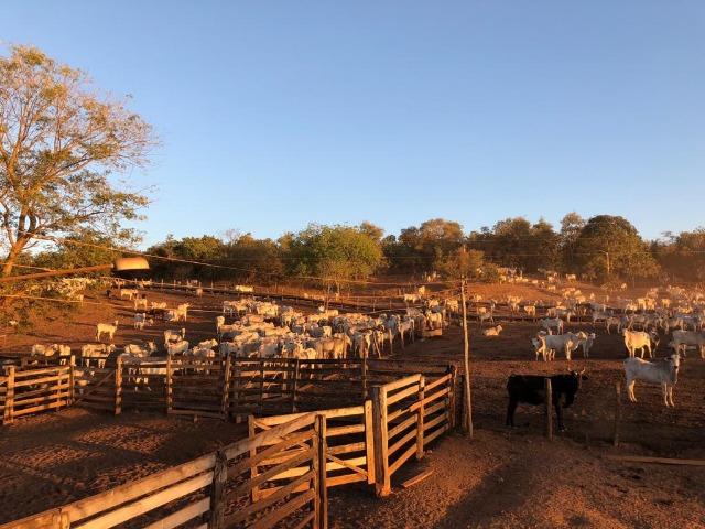 Fazenda 663 Alqueires região Porangatu Goias - Foto 18