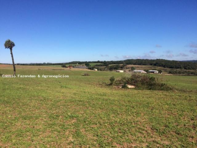 Fazenda para venda em encruzilhada do sul, interior - Foto 9