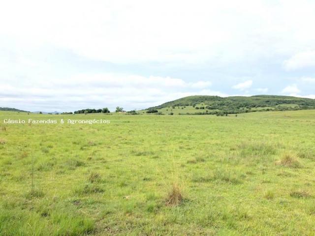 Fazenda para venda em encruzilhada do sul, interior - Foto 2
