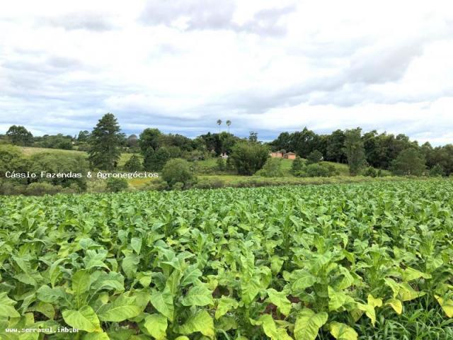 Fazenda para venda em encruzilhada do sul, interior - Foto 9