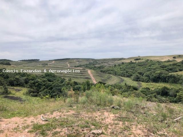 Fazenda para venda em encruzilhada do sul, interior - Foto 6