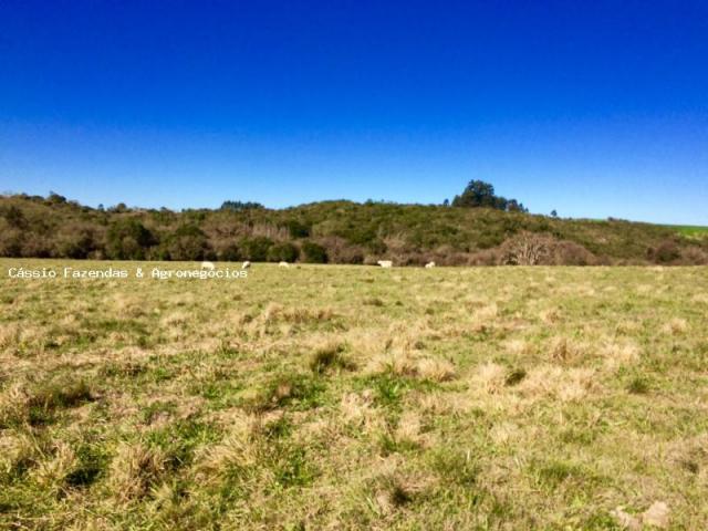 Fazenda para venda em encruzilhada do sul, interior - Foto 10