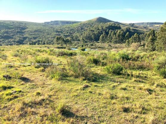 Fazenda para venda em encruzilhada do sul, interior - Foto 6