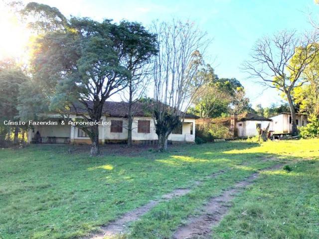 Fazenda para venda em encruzilhada do sul, interior - Foto 11