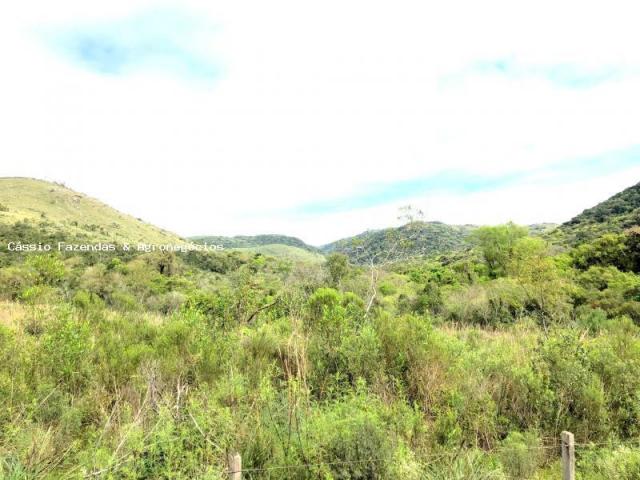 Fazenda para venda em encruzilhada do sul, interior - Foto 9
