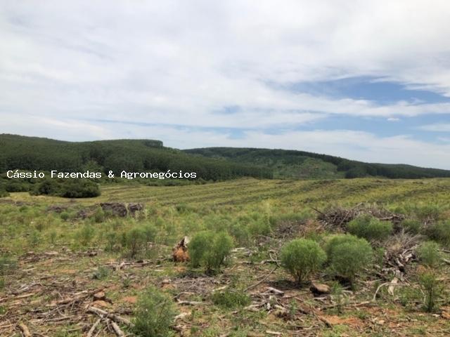 Fazenda para venda em encruzilhada do sul, interior - Foto 3
