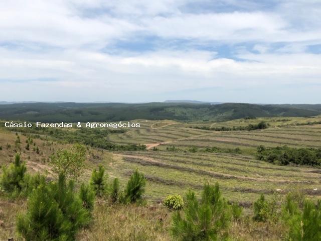 Fazenda para venda em encruzilhada do sul, interior - Foto 12