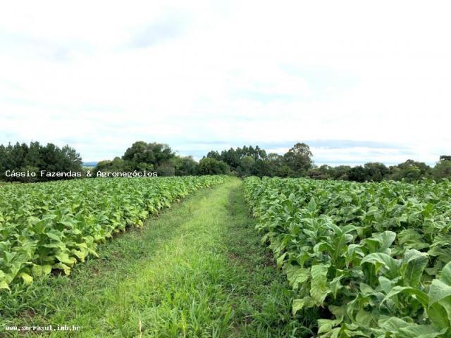 Fazenda para venda em encruzilhada do sul, interior - Foto 10