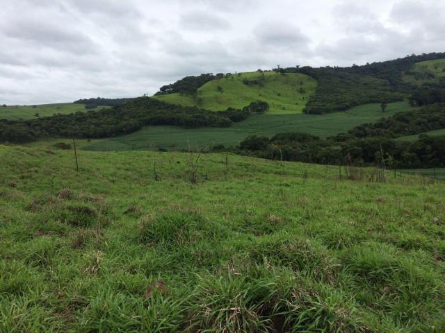 Fazenda rural à venda em Roncador - PR - 52 alqueires. - Foto 9