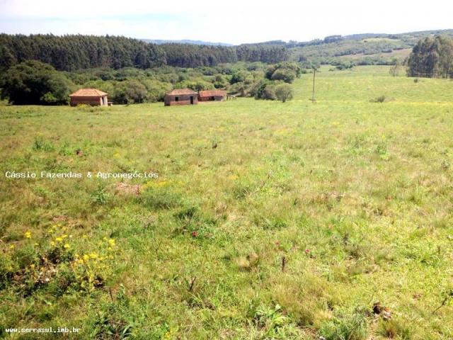 Fazenda para venda em encruzilhada do sul, interior - Foto 18