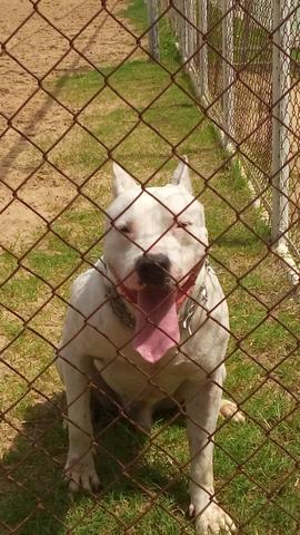 Pitbull american
