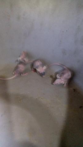 Camundongos hairless_ Leia o anúncio_ - Foto 2