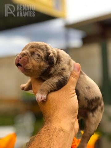 American Bully Sangue Importado - Foto 2