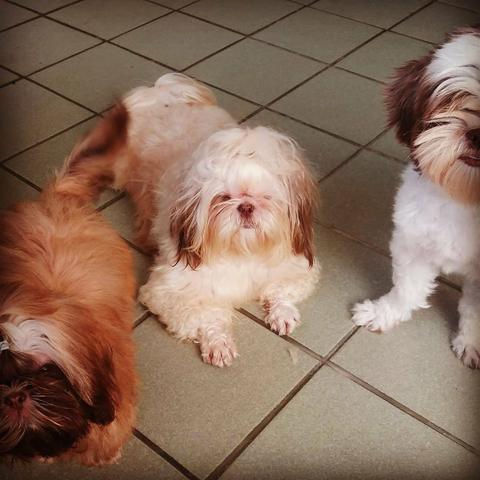 Passeios com animais - Foto 4
