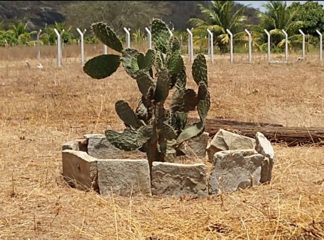 Terreno Lote Chácara CARUARU - Foto 7