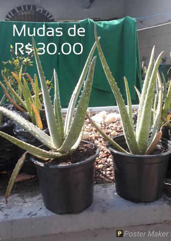 Lindas mudas de babosa gigante - Foto 2