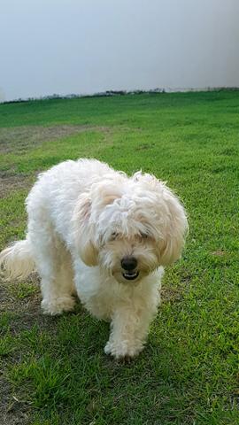 Filhote de Lhasa Apso - Foto 6