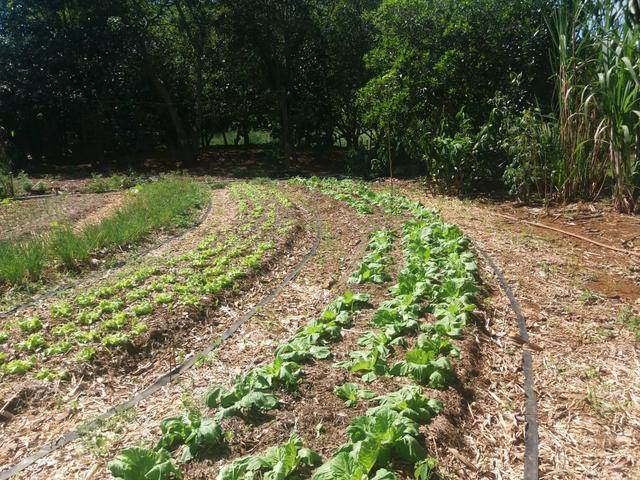 Vendo chácara de 7 hectares com 2 casas 1 cozinha caipira com fogão de lenha - Foto 4