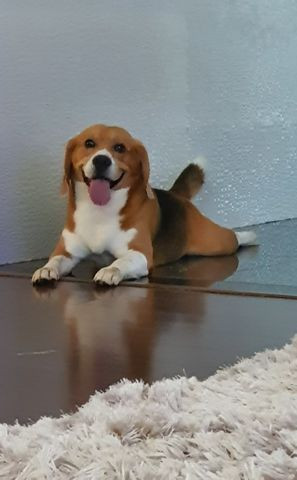 Beagle - Foto 5