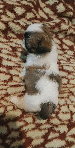 Filhotes machos de shih-tzu - Foto 2