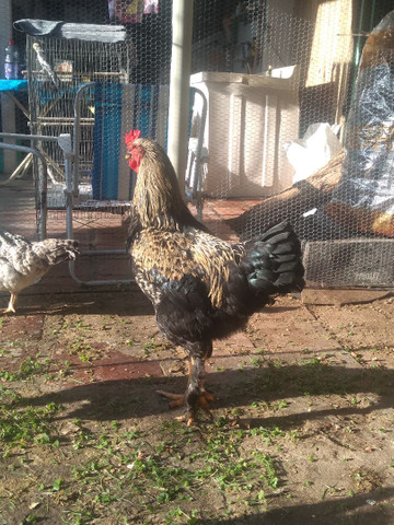 Vendo frango para galo - Foto 4