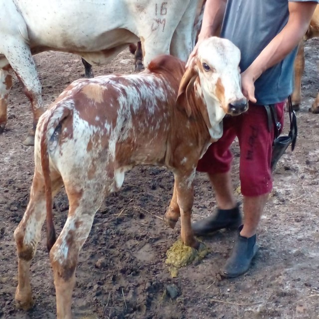 Fazenda de 96 ha em Miranda do Norte - Foto 3