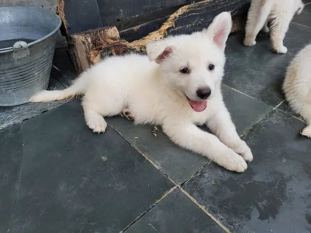 Pastor Branco Suiço - Cachorros e acessórios - Zona Central, Rio Claro  1254406657