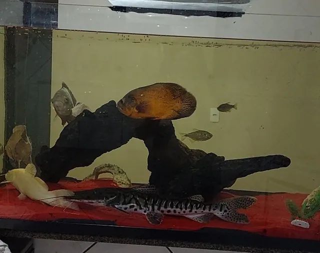 Aquário barato 2 mil - Foto 2