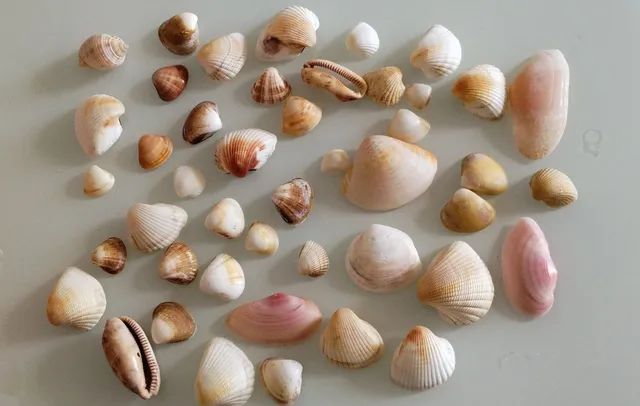Conchas simples do mar em quantidade