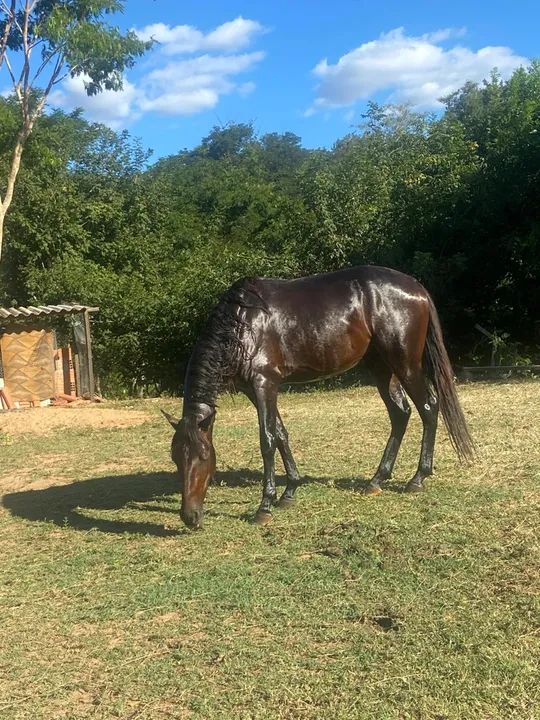 Cavalo Mangalarga Marchador