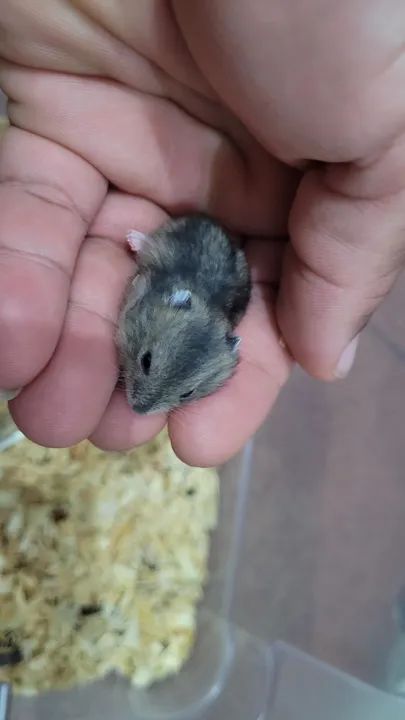 Hamster anão russo filhotes  - Foto 4