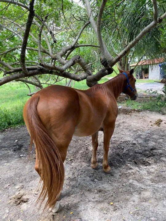 Cavalo de Direita  - Foto 2