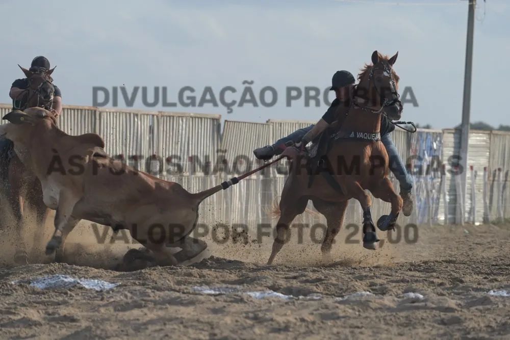 Cavalo Quarto de Milha para venda - Foto 3