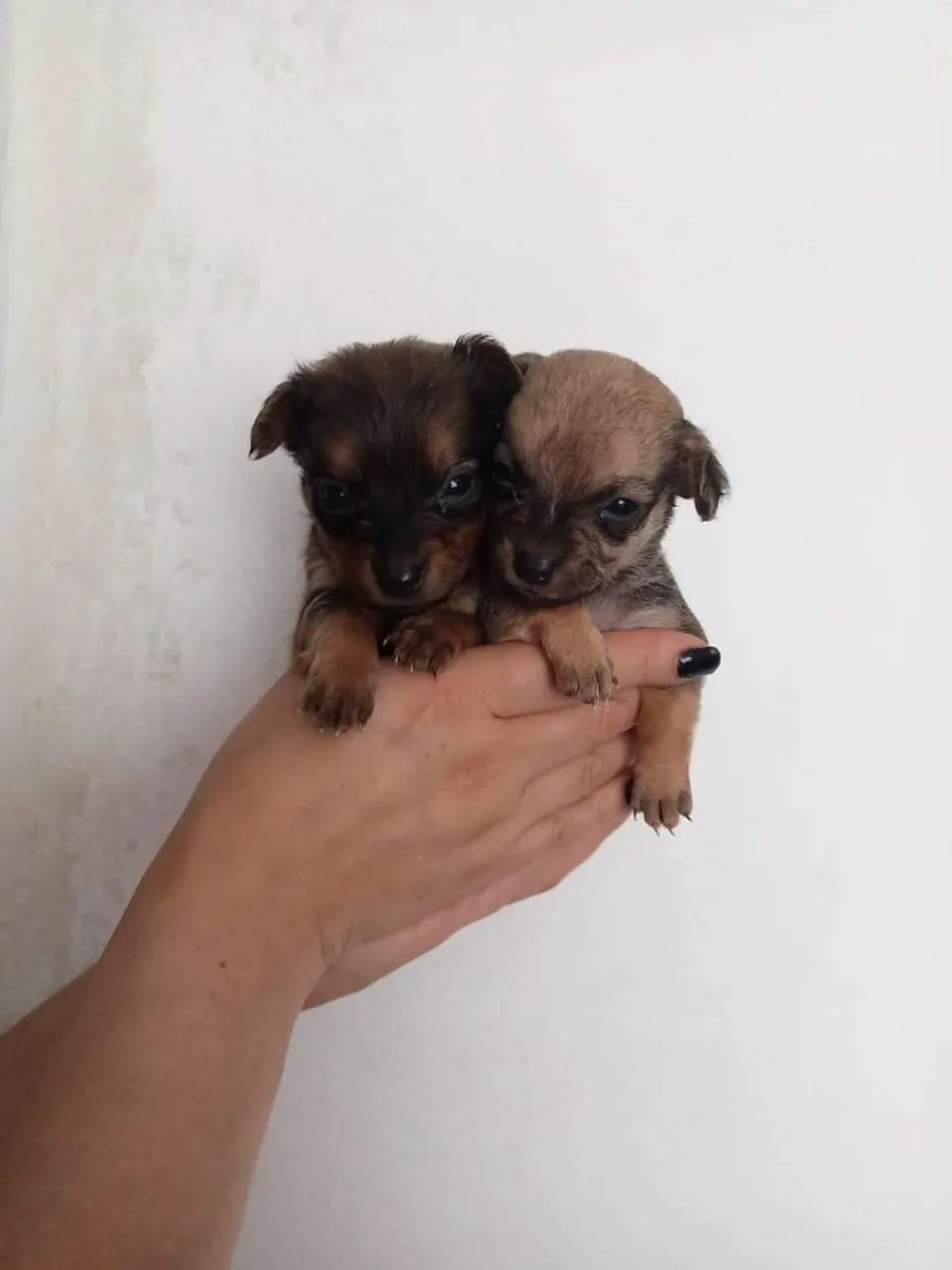 Pinfox pinscher x Fox paulistinha  - Foto 2