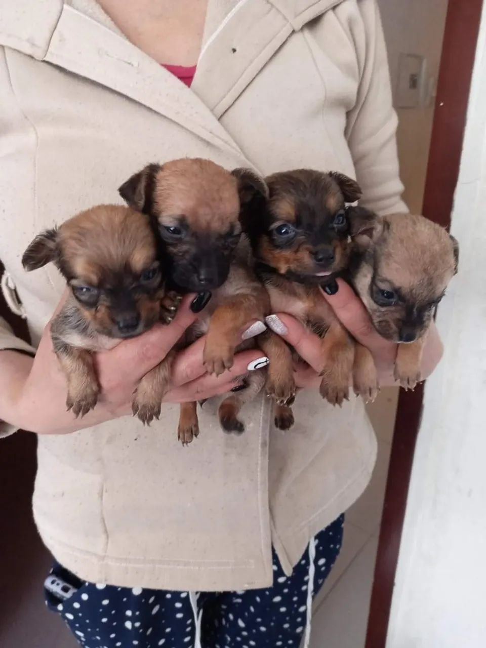 Pinfox pinscher x Fox paulistinha 