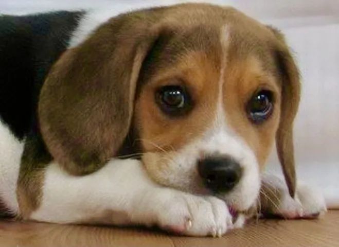 Beagle flexivel 
