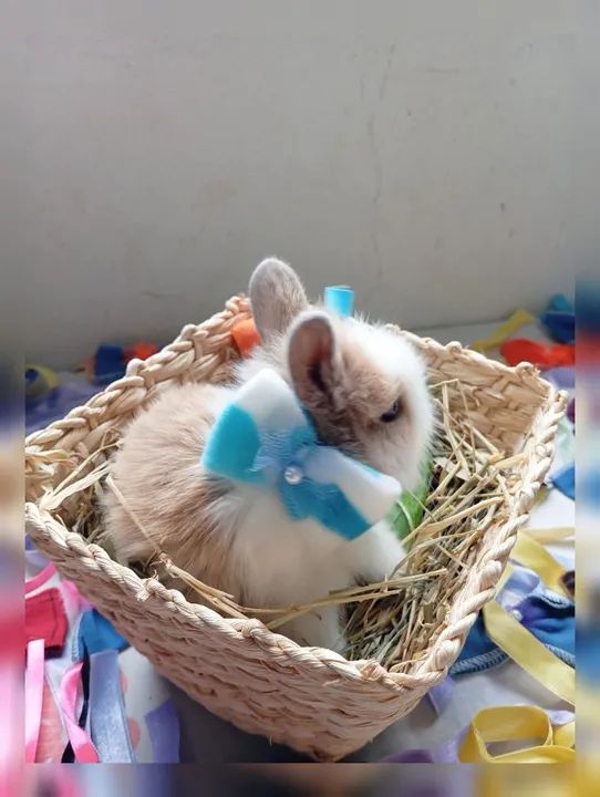 Filhotes Coelhos Raça Lionheart - Foto 2