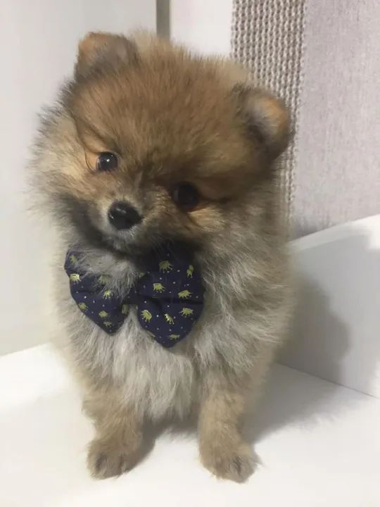 Spitz Alemão Chamar whats *