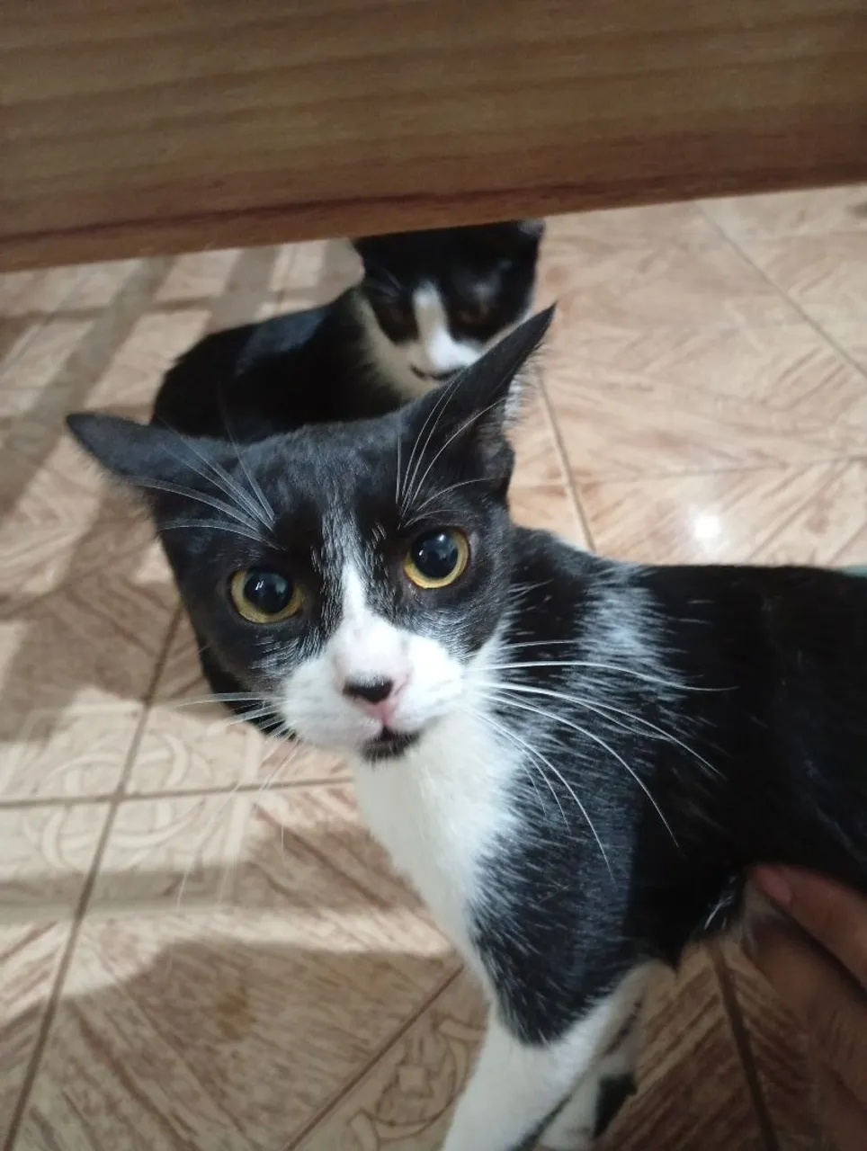 Gatinhas frajola para adoção