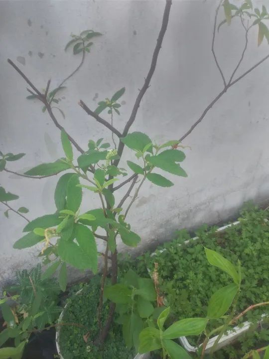 Mudas de erva baleeira e outras - Foto 4