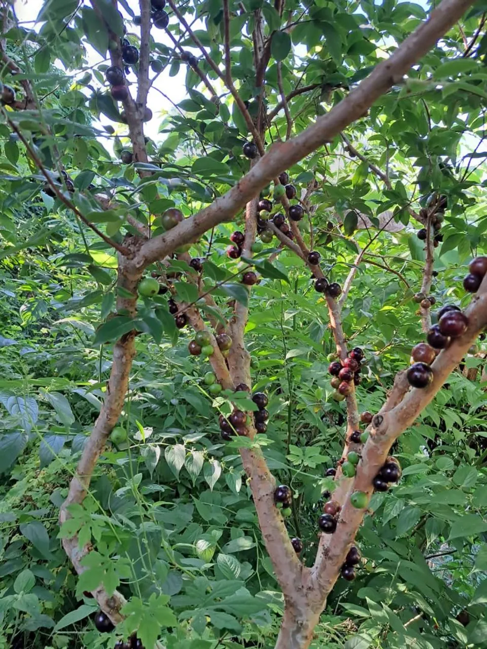 Mini chácara com pomar frutífero