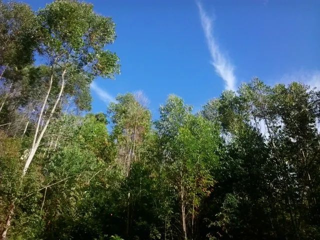 Oportunidade. Excelente Sítio em Nova Friburgo Ótima Área de Terreno - Foto 3
