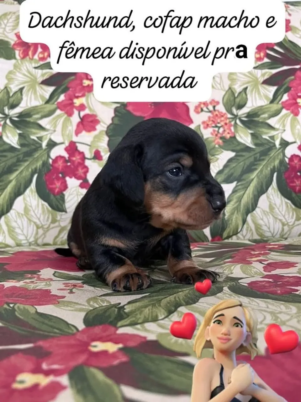 Filhotes de Dachshund disponíveis