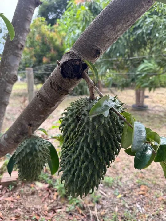 ] Oportunidade! Chácara com Casa, Pomar e Água de Mina ] - Foto 14