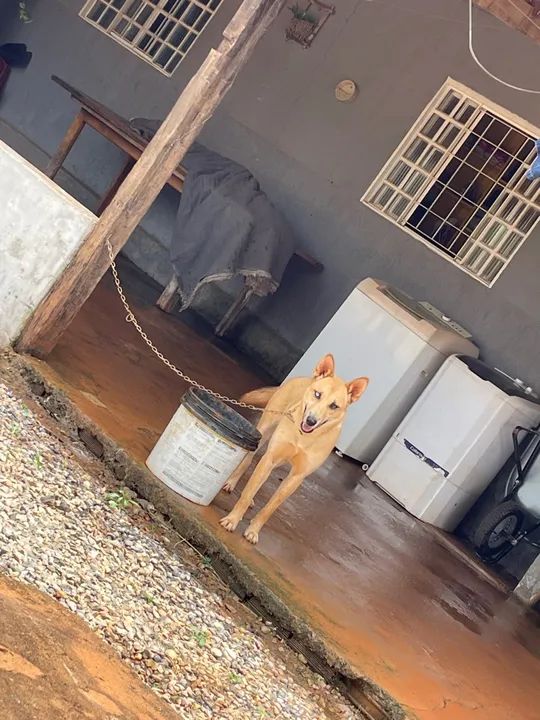 Doa pastor de malinois