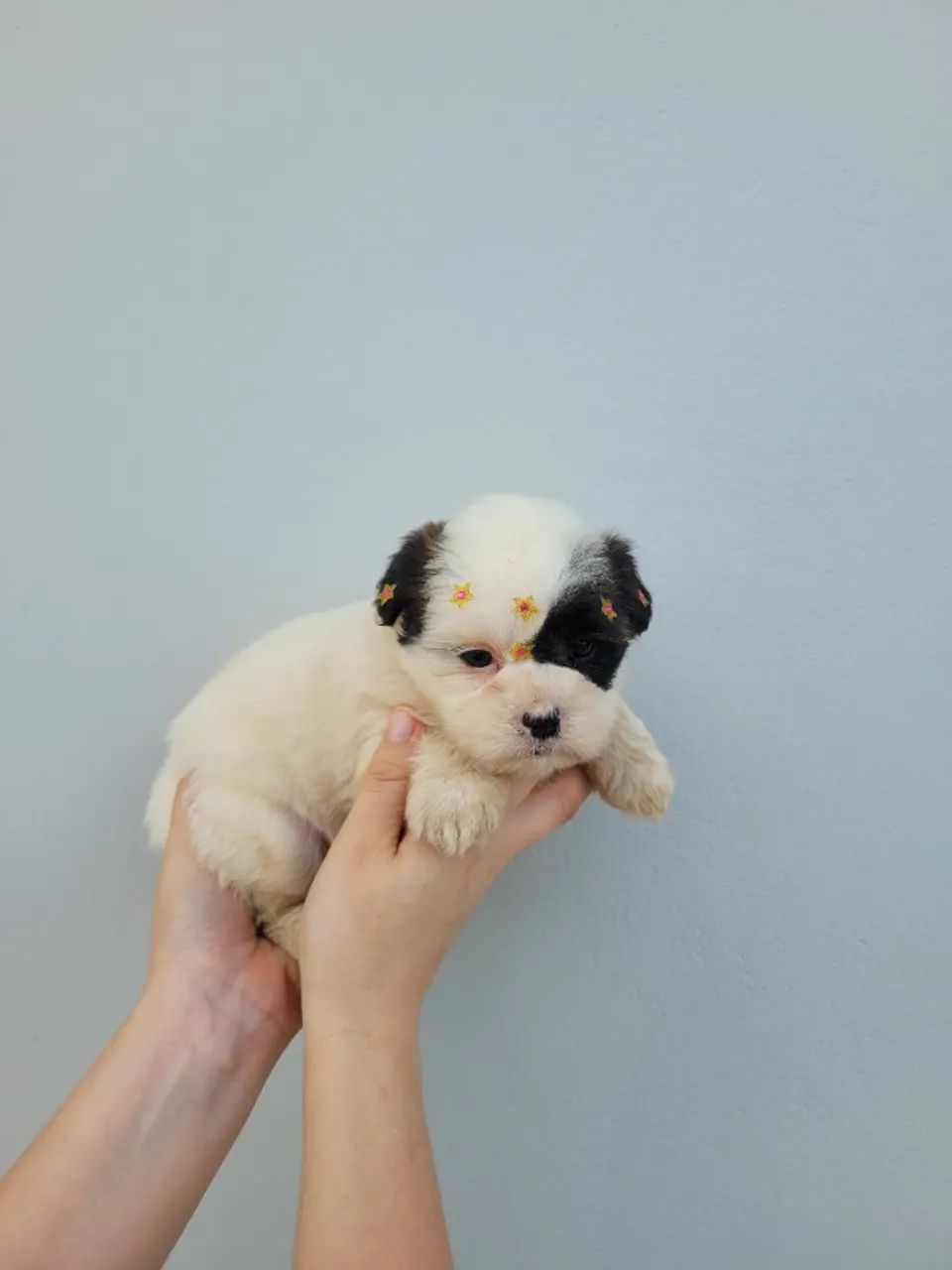 Lhasa-apso macho e fêmea, porte bem pequeno! Pais com pedigree, entrego/ parcelo 12x - Foto 3