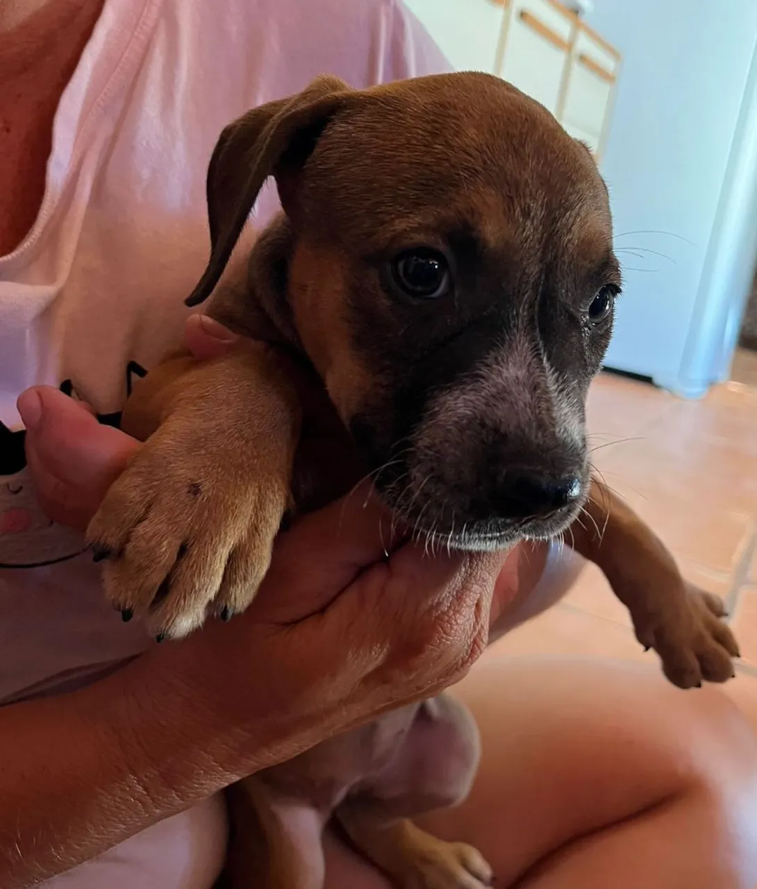 Filhote de cachorro adorável para adoção